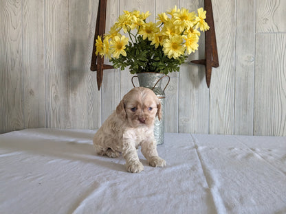 COCKER SPANIEL (12/29/23) FEMALE