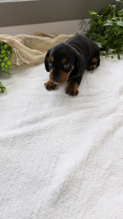 MINI DACHSHUND (01/27) MALE