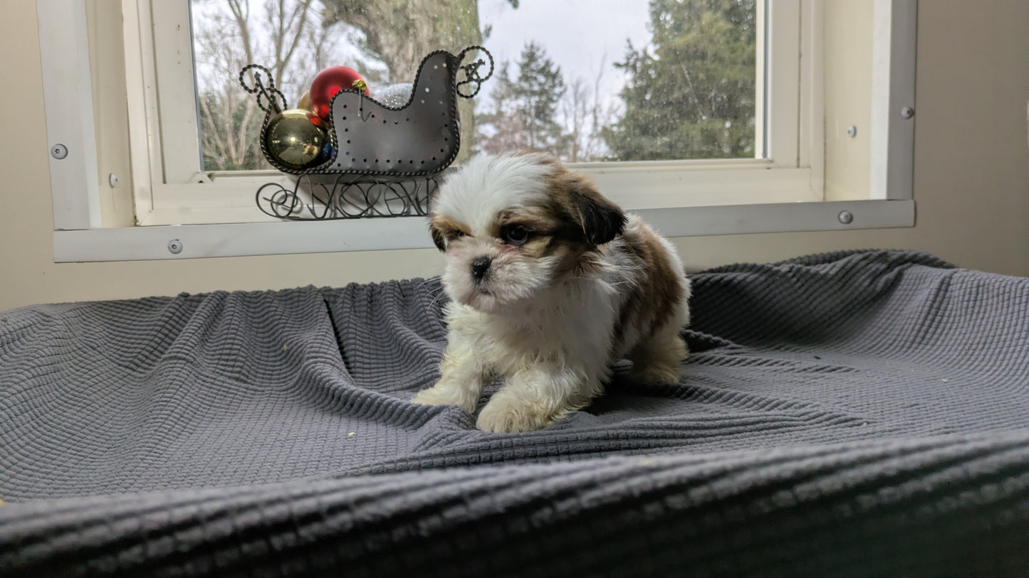 SHIH TZU (10/30) MALE