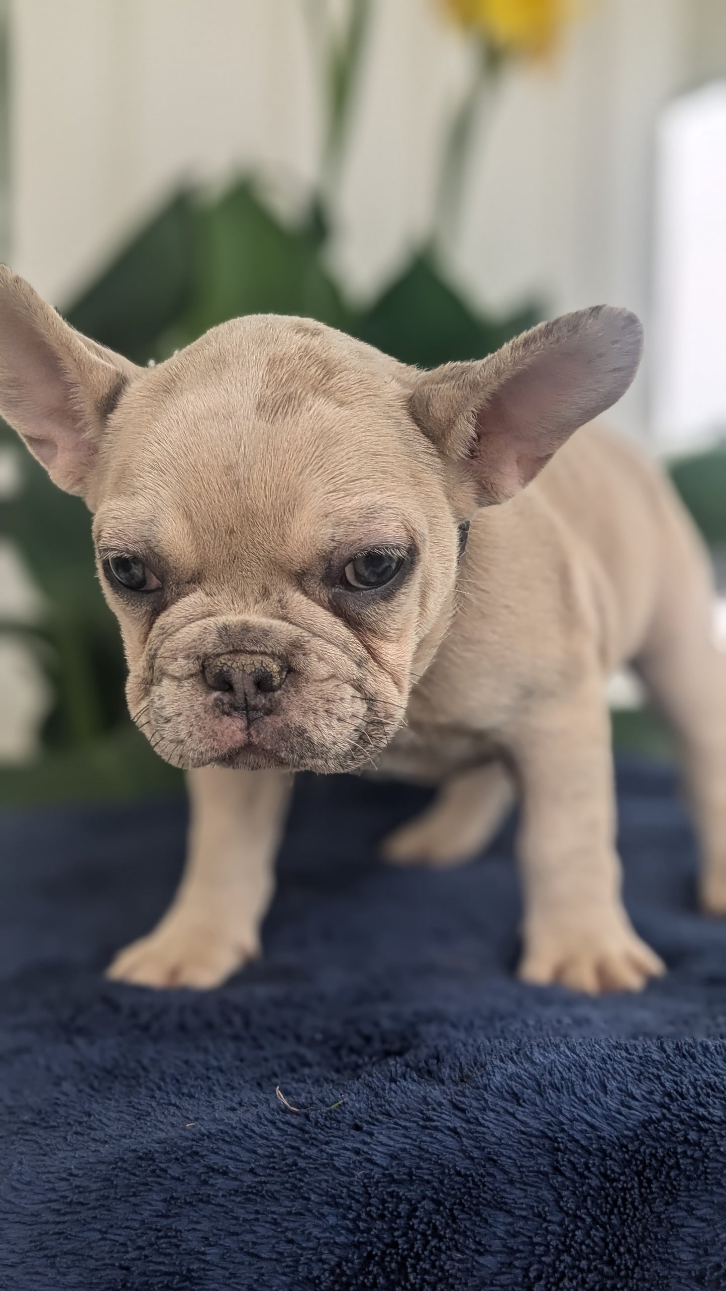 FRENCH BULLDOG (04/17) FEMALE