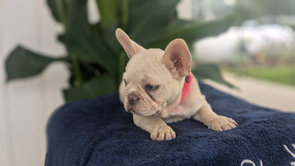 FRENCH BULLDOG (04/17) FEMALE