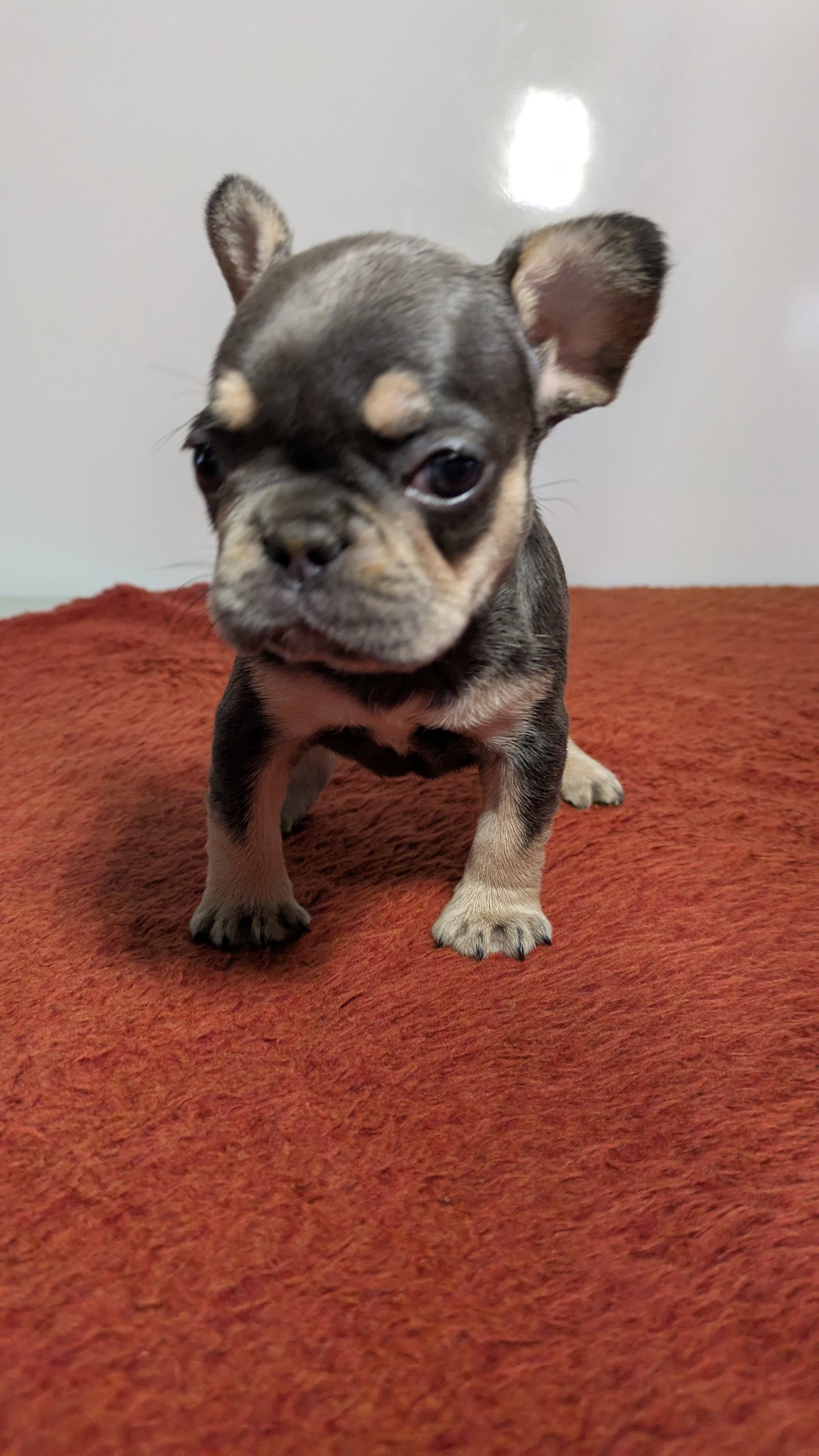 FRENCH BULLDOG (12/21) FEMALE