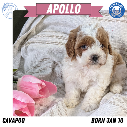 CAVAPOO (01/10) MALE