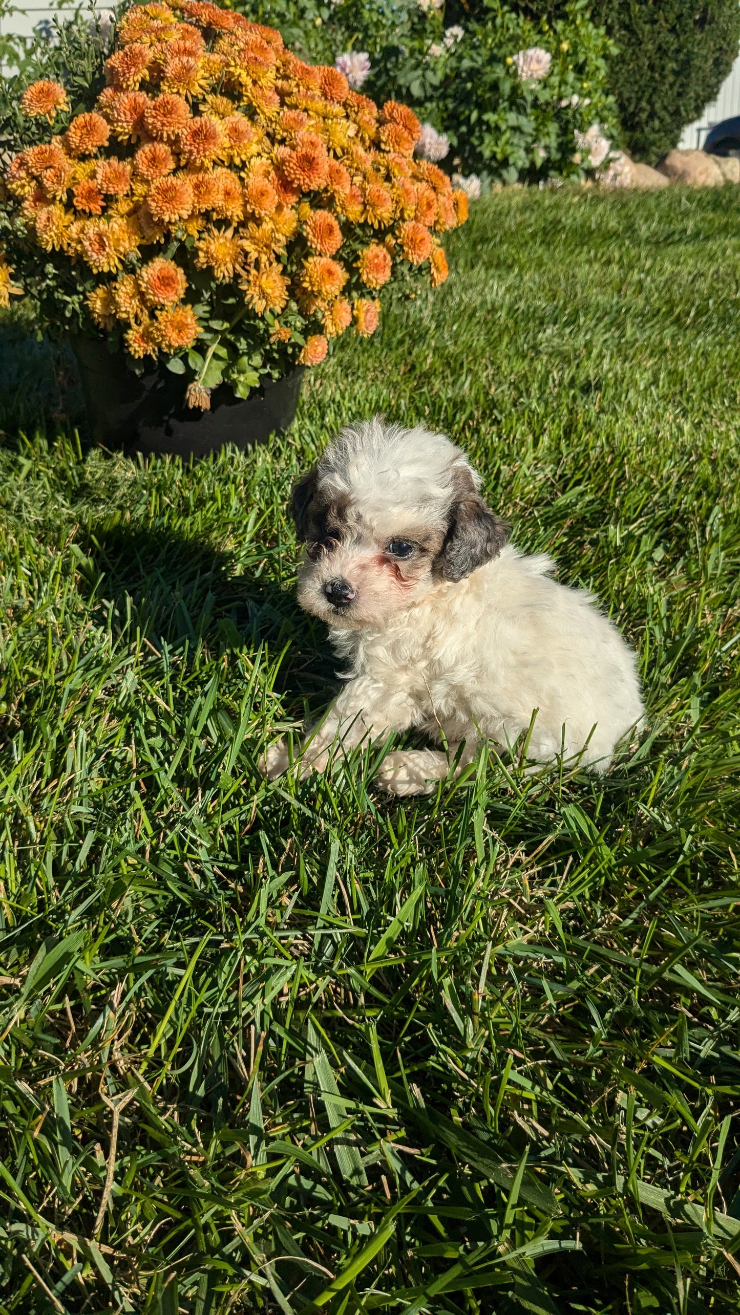 TOY POODLE (08/24) MALE