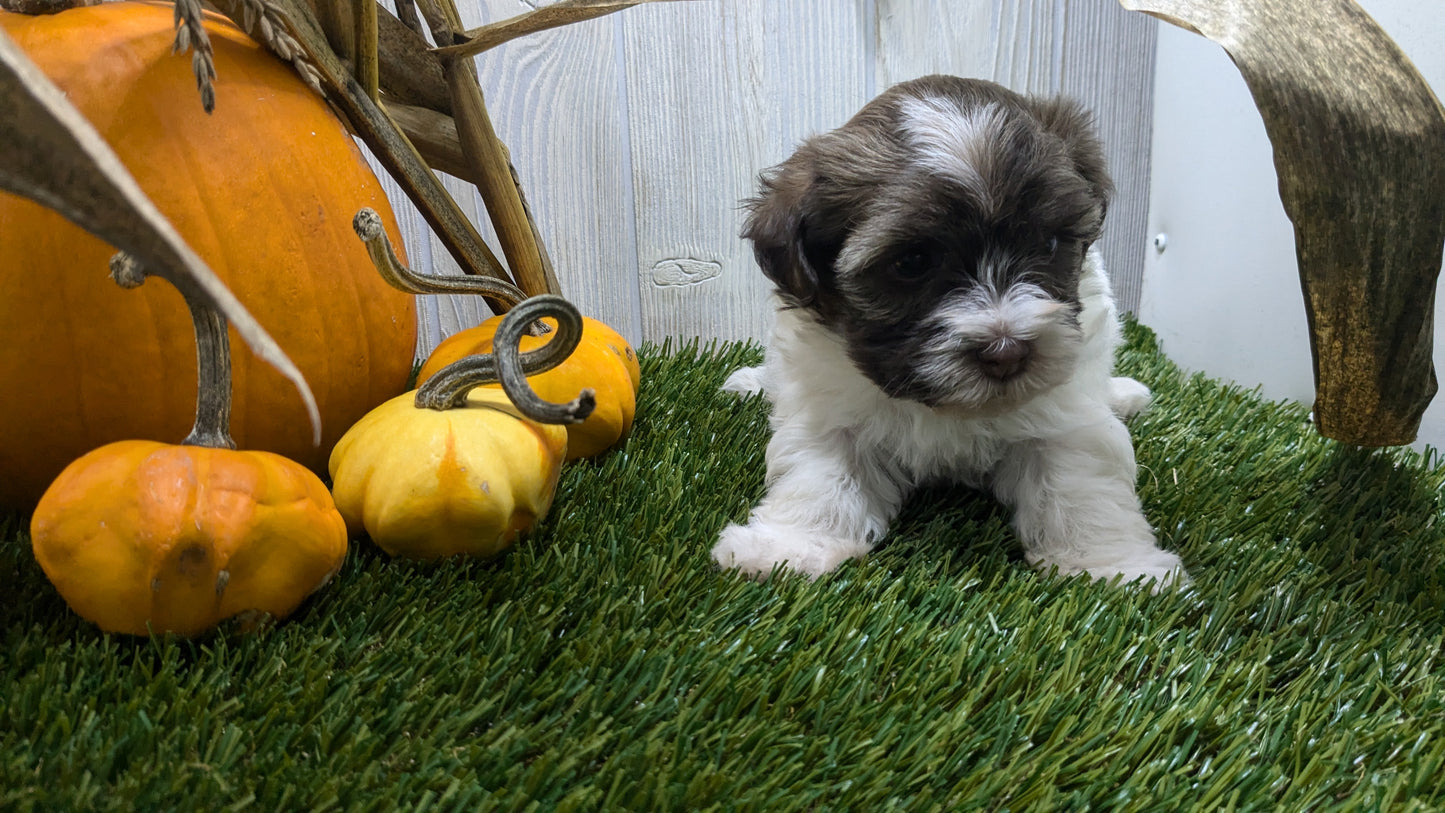 HAVANESE (08/23) FEMALE