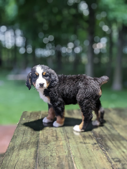 BERNESE MOUNTAIN DOG (03/21) FEMALE