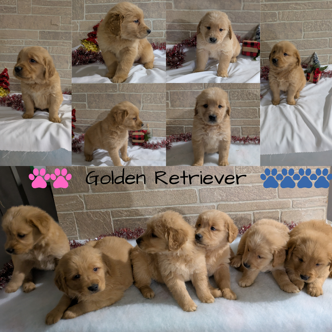 GOLDEN RETRIEVER (11/09) FEMALE