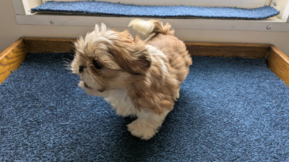 SHIH TZU (12/23) MALE