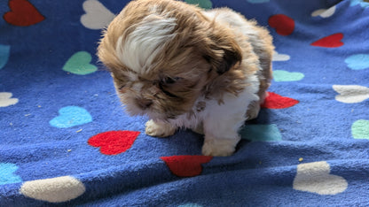 SHIH TZU (10/22) MALE