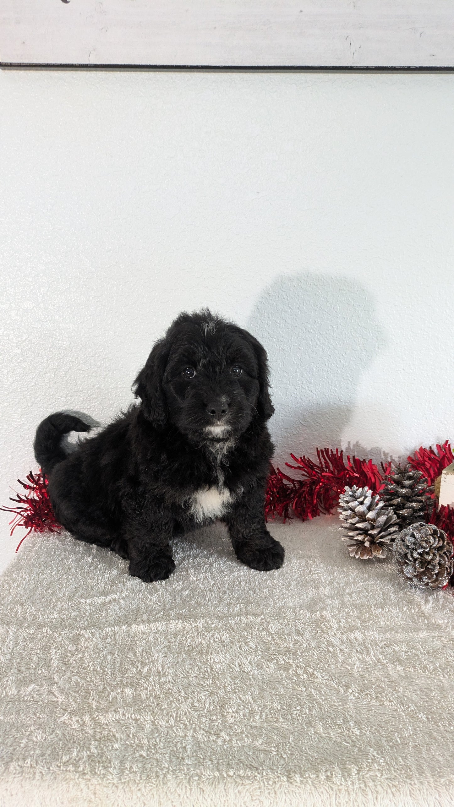 MINI BERNEDOODLE (10/14) FEMALE