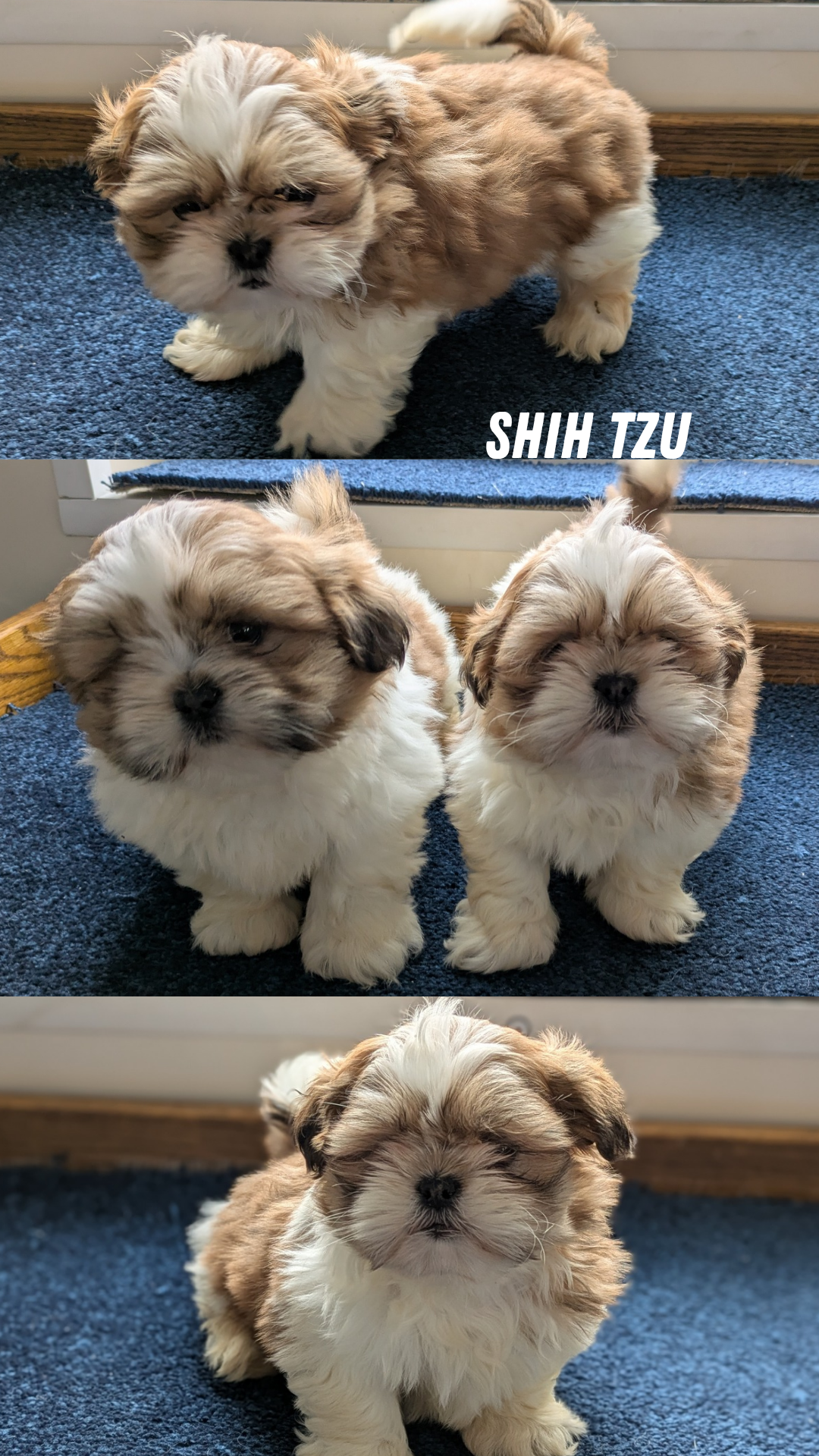 SHIH TZU (12/23) MALE