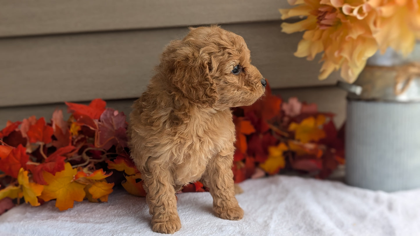 DOXIEPOO (08/19) FEMALE