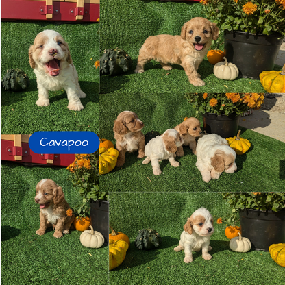 CAVAPOO (08/13) FEMALE