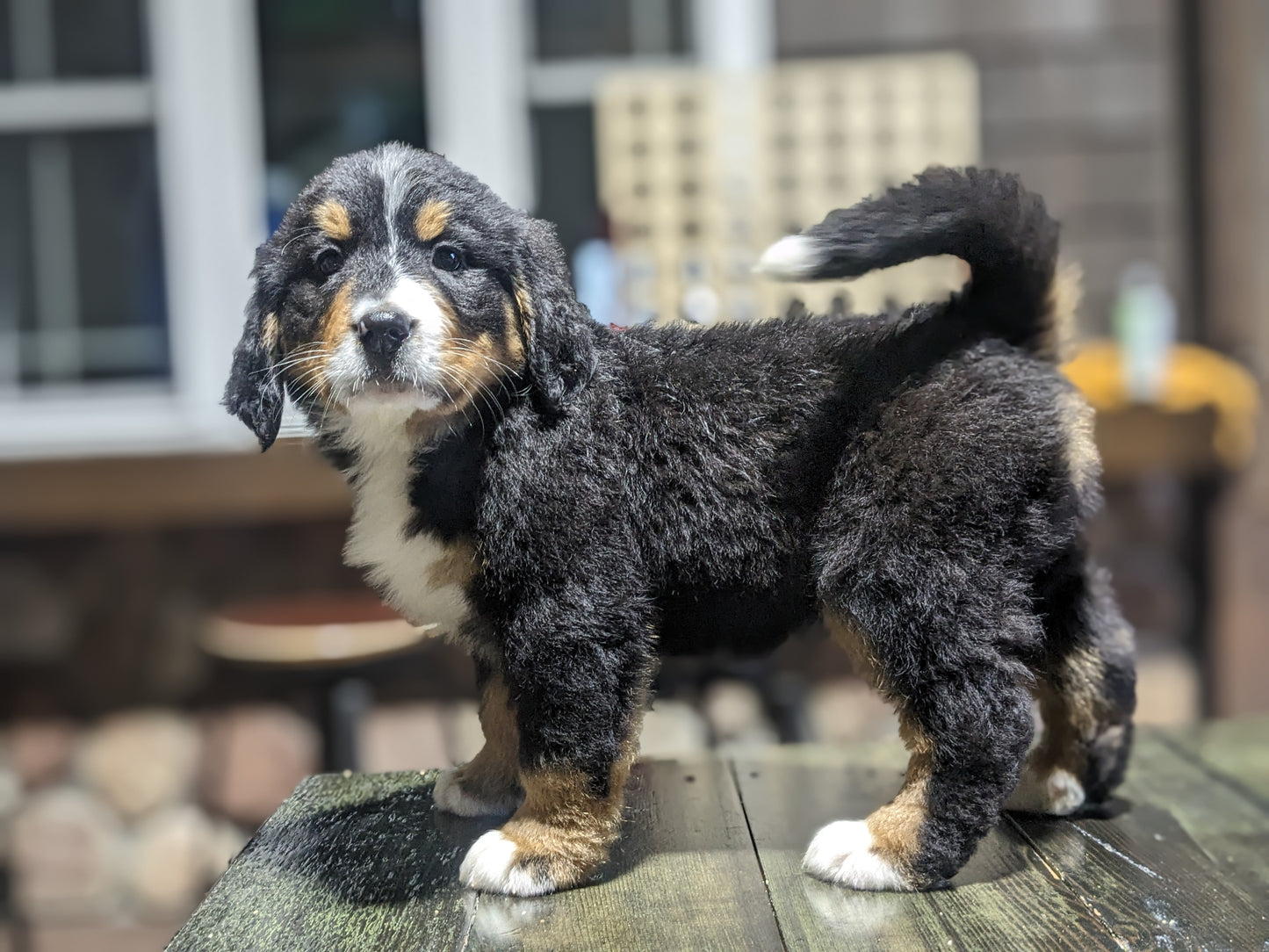 BERNESE MOUNTAIN DOG (03/21) FEMALE