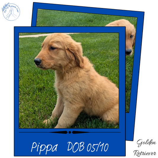 GOLDEN RETRIEVER (05/10) FEMALE