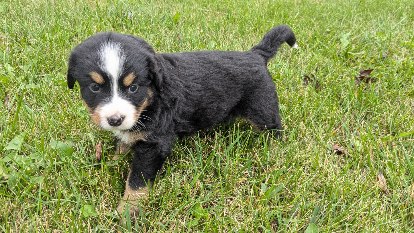 BERNESE MOUNTAIN DOG (08/18) FEMALE