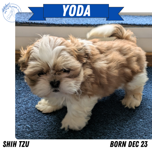 SHIH TZU (12/23) MALE