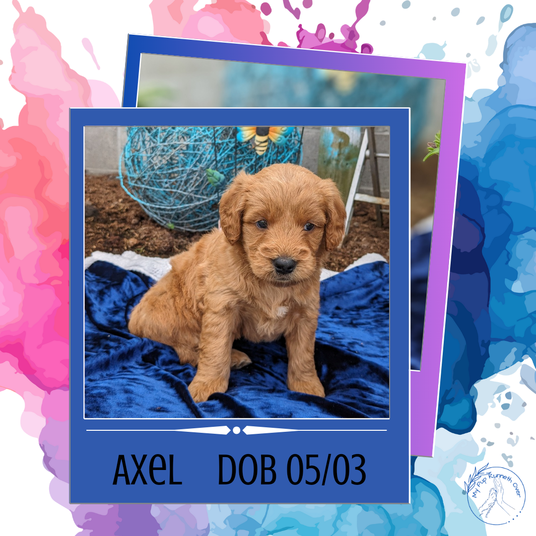 GOLDENDOODLE (05/03) MALE