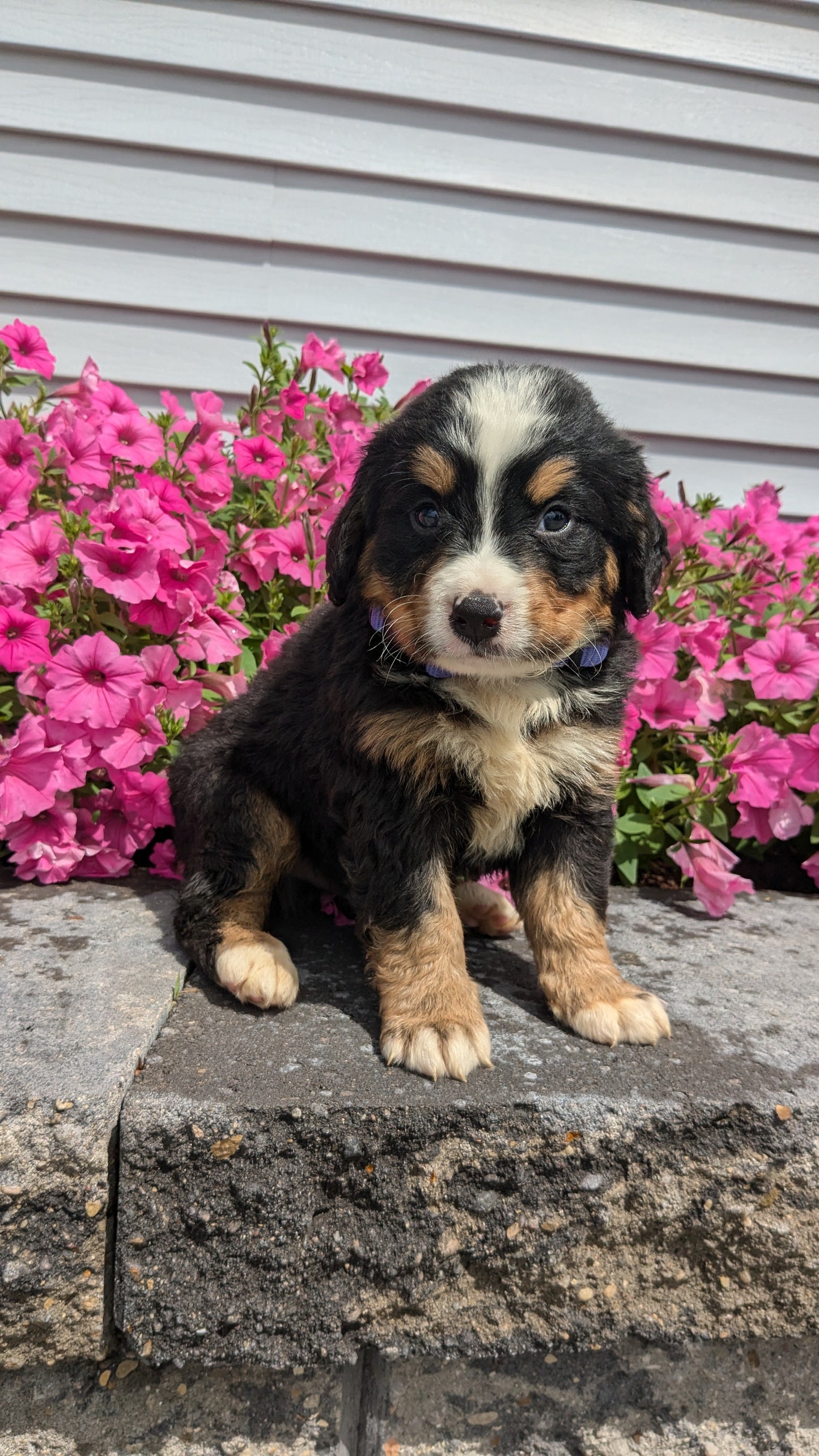 BERNESE MOUNTAIN DOG (06/03) MALE