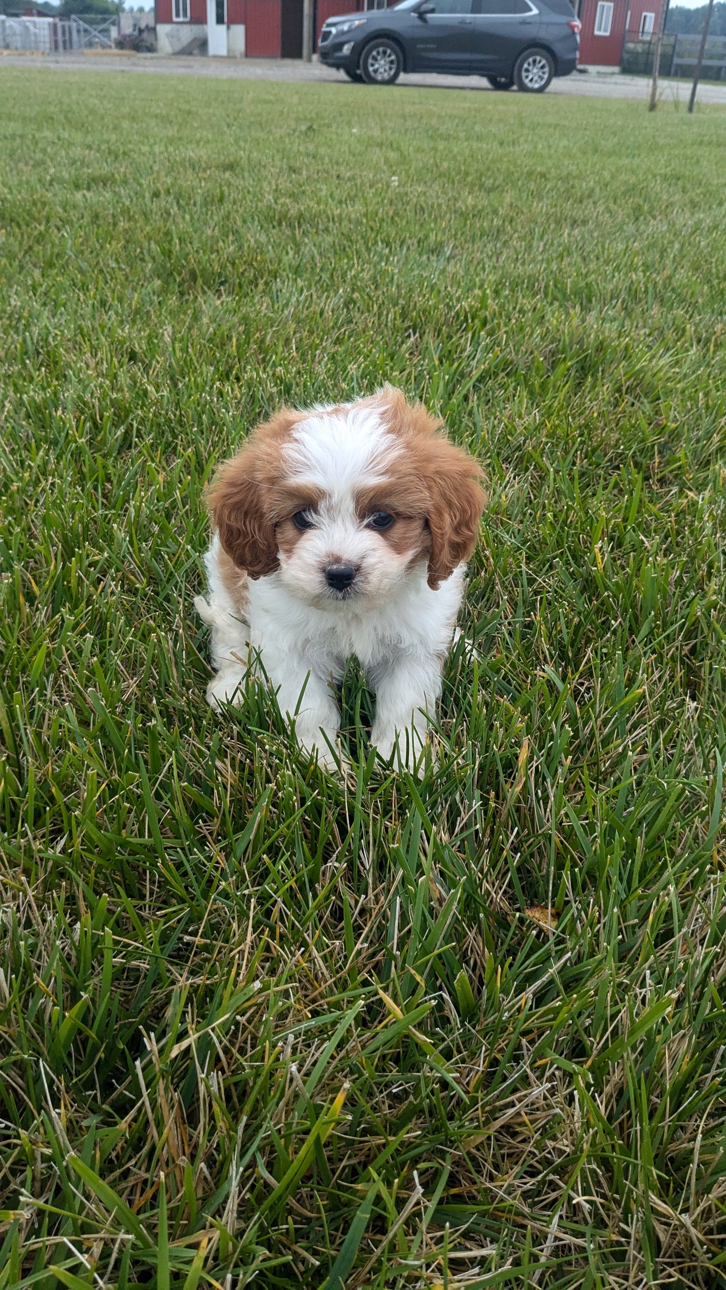 CAVAPOO (06/29) FEMALE