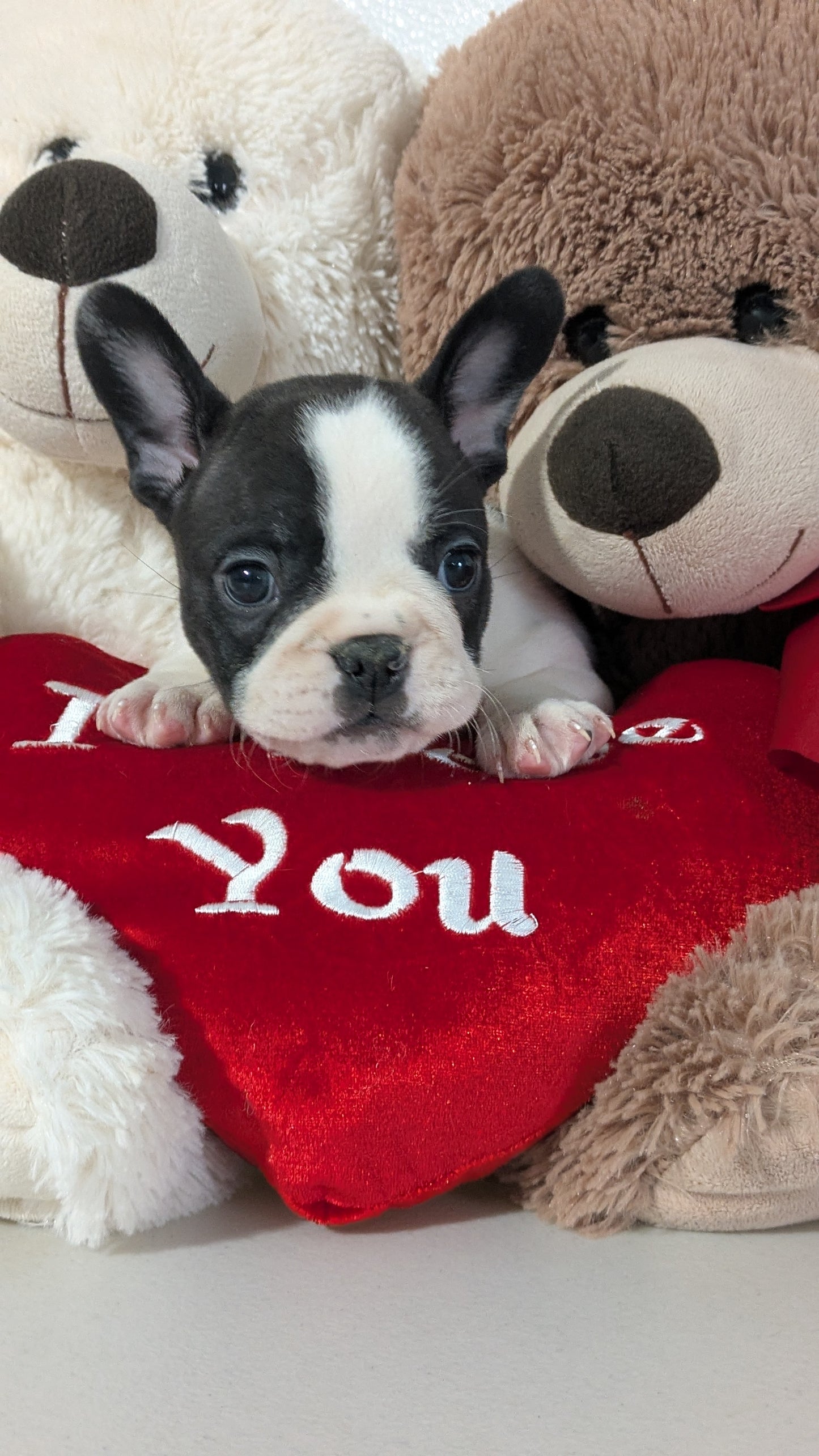 FRENCHTON (12/24) MALE