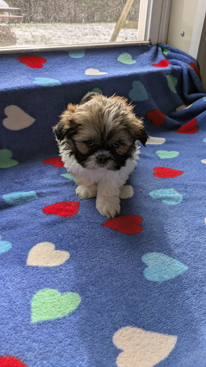 SHIH TZU (10/23) FEMALE