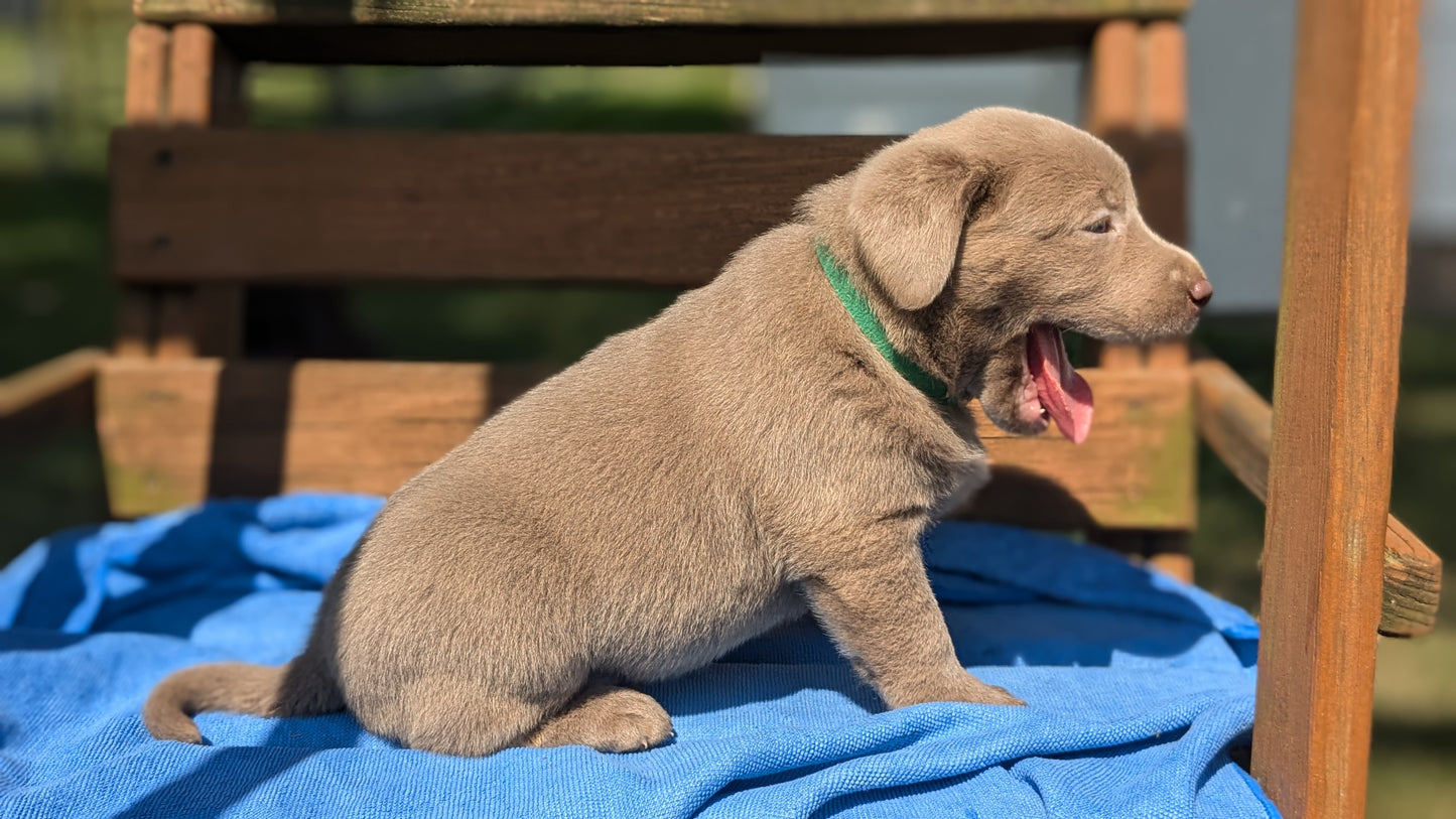 LABRADOR RETRIEVER (08/01) MALE