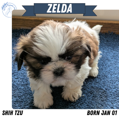 SHIH TZU (01/01) FEMALE