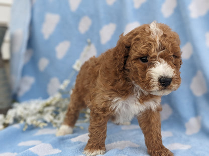 MINI GOLDENDOODLE (03/20) MALE