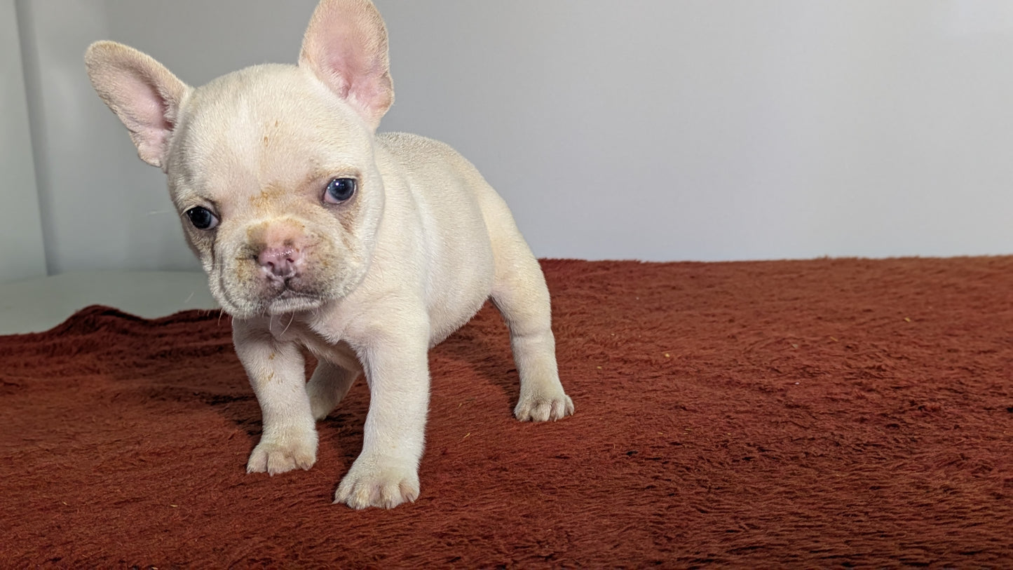 FRENCH BULLDOG (12/21) FEMALE