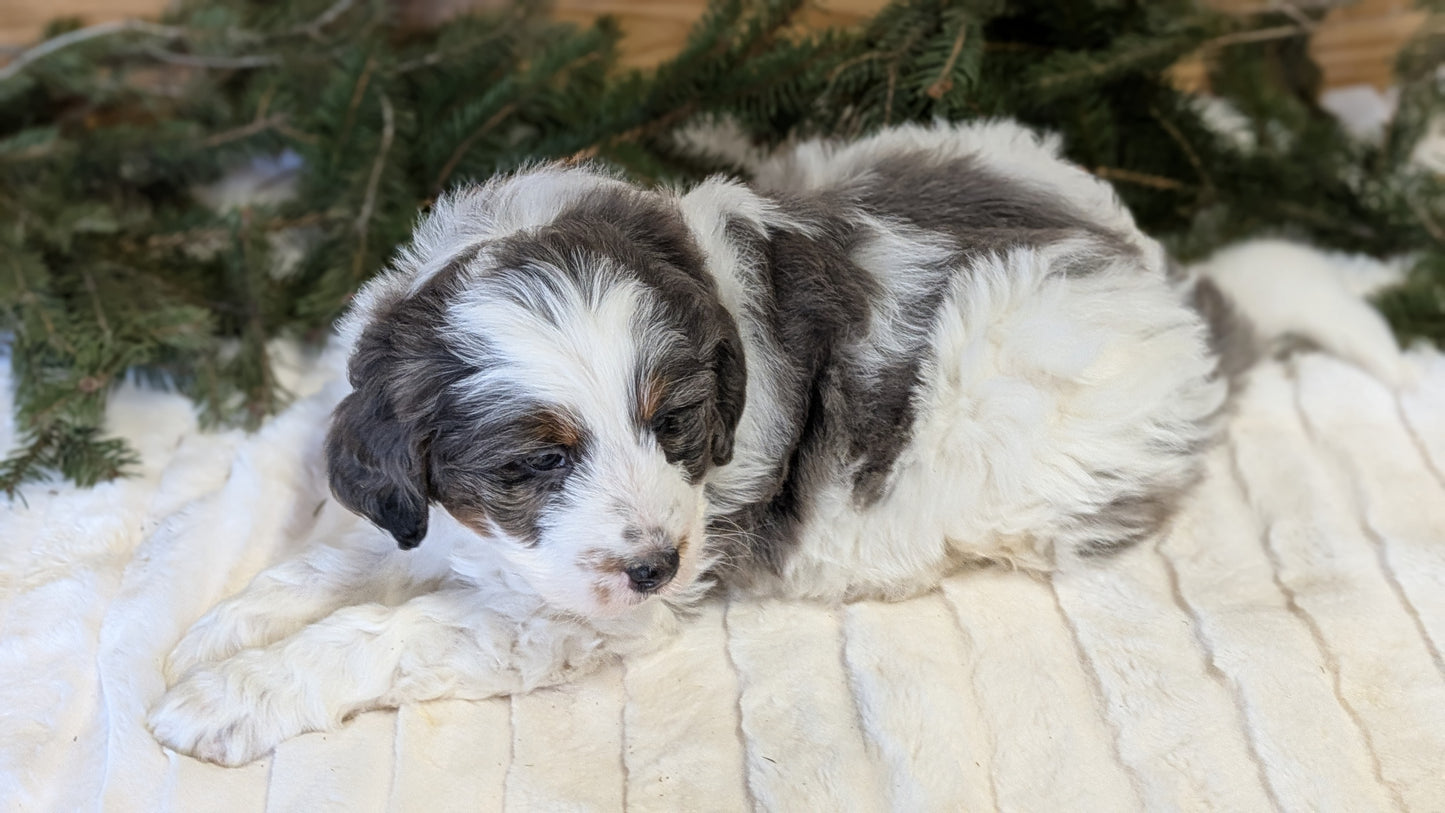 MINI BERNEDOODLE (11/28) MALE