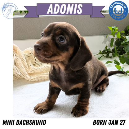 MINI DACHSHUND (01/27) MALE