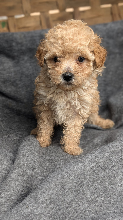 MALTIPOO (09/23) FEMALE