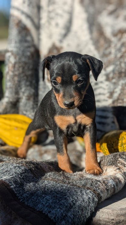 MINI PINSCHER (08/24) FEMALE