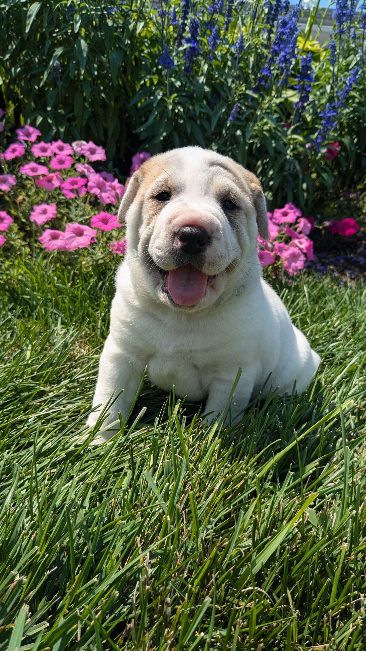 SHAR-PEI CROSS (06-30) FEMALE