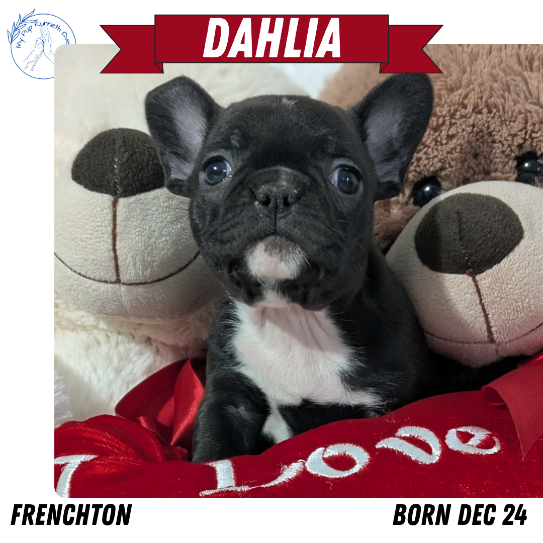 FRENCHTON (12/24) FEMALE