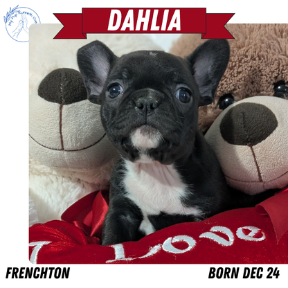 FRENCHTON (12/24) FEMALE