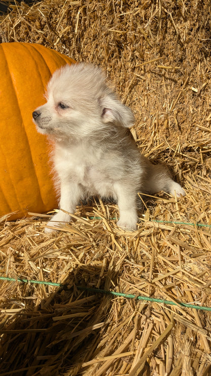 POMSKY-POO (08/13) FEMALE