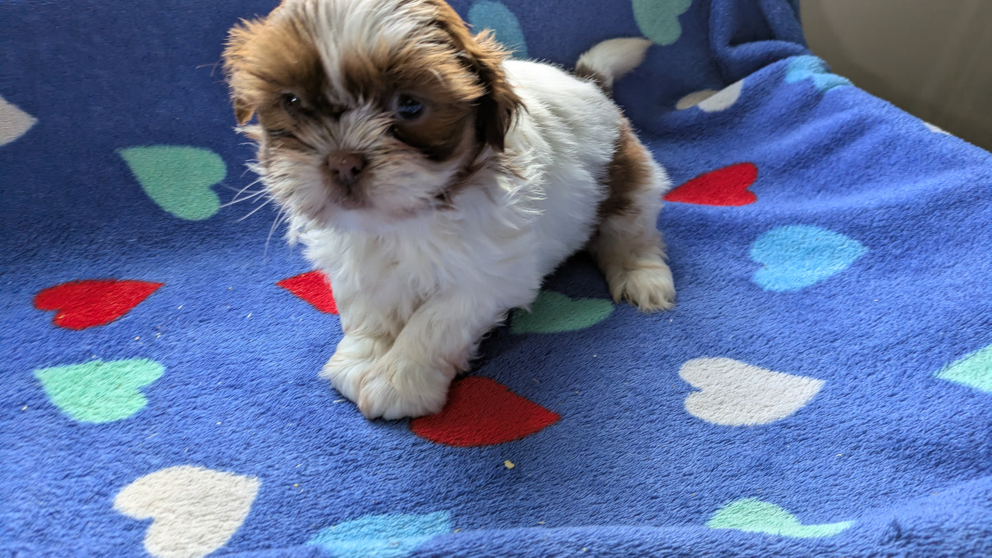 SHIH TZU (10/22) MALE