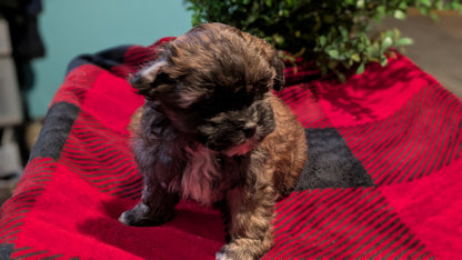 SHIHPOO (11/17) FEMALE