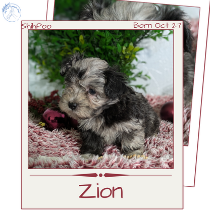 SHIHPOO (10/27) MALE