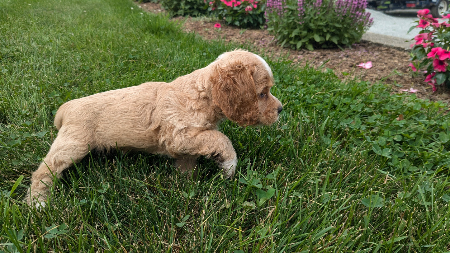 COCKER SPANIEL (06/16) FEMALE