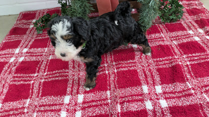 MINI BERNEDOODLE (11/07) FEMALE