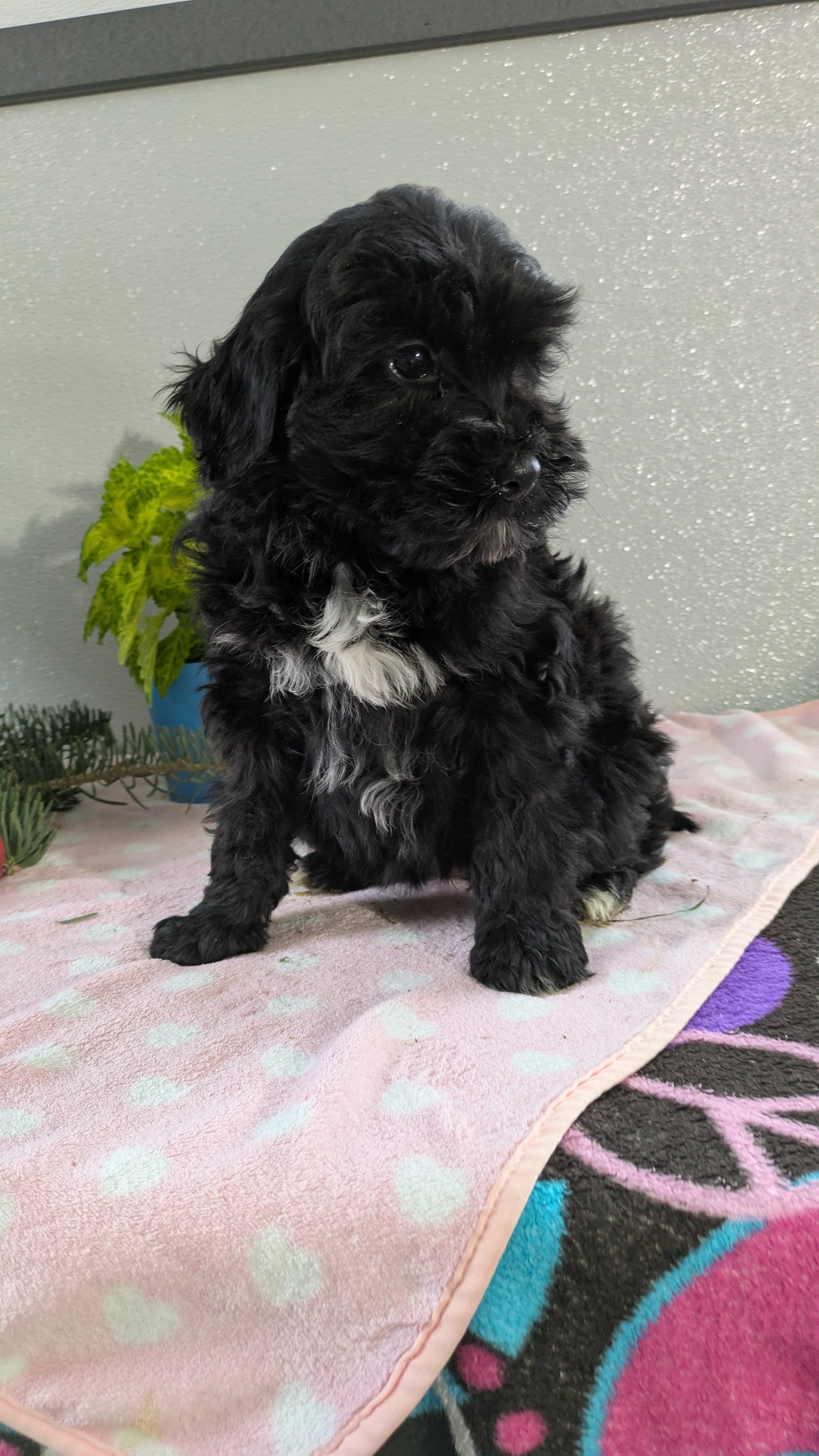 MINI LABRADOODLE (11/26) FEMALE