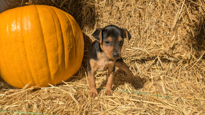 MINI PINSCHER (08/25) FEMALE