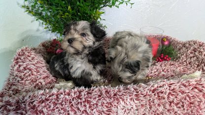 SHIHPOO (10/27) MALE