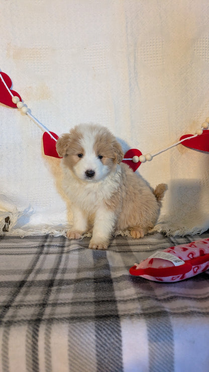 SAMOYED (12/14) FEMALE