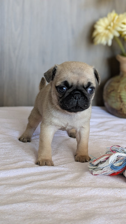 PUG (01/10) MALE