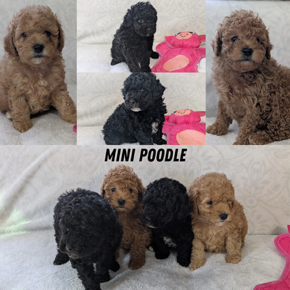 MINI POODLE (01/10) FEMALE