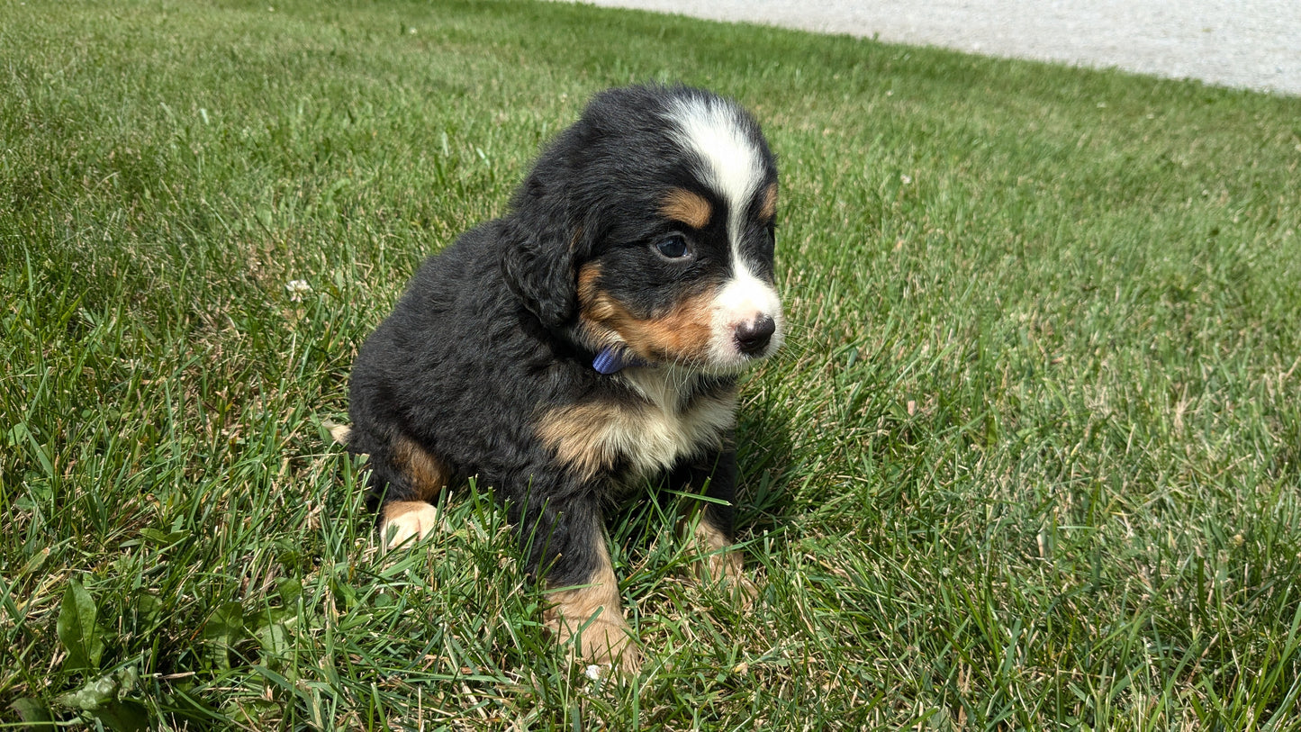 BERNESE MOUNTAIN DOG (06/03) MALE